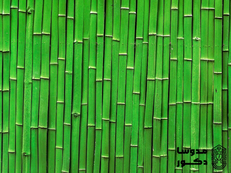 نکاتی مهم برای مراقبت و رشد بامبو، گیاهی شگفت‌انگیز