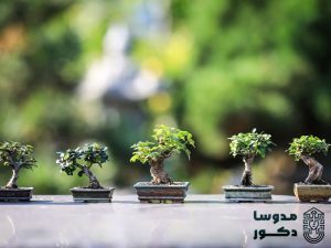 در خانه درخت پرورش دهید، نحوه نگهداری‌ گیاه بن‌سای