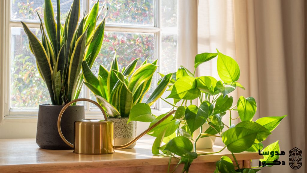 10 راهکار برای نگهداری بهتر گیاهان در تابستان
