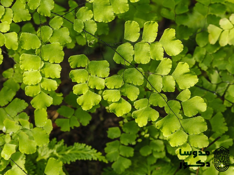 پرسیاوشان از گیاهان مقاوم به نور کم