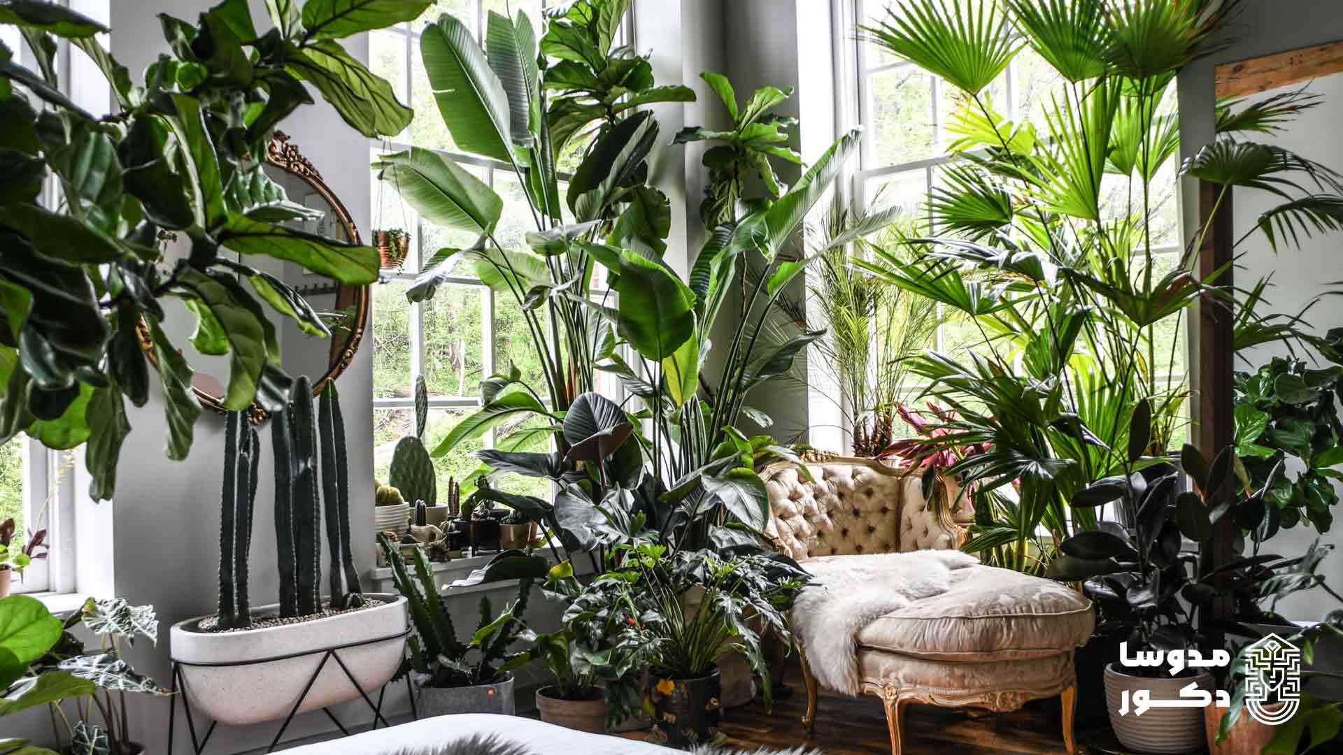 10 گیاه آپارتمانی برای تصفیه هوا